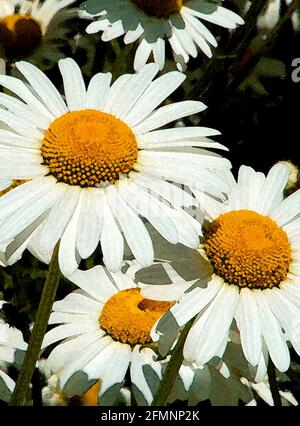 Oxeye Daisy (Leucanthemum vulgare) eine von 42 ikonischen Bildern von englischen Gartenblumen, Wildblumen und ländlichen Landschaften. Stockfoto