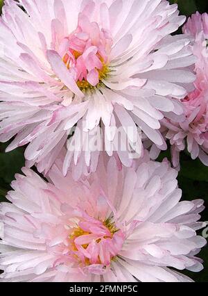 Daisy (Bellis Perennis) eine von 42 ikonischen Bildern von englischen Gartenblumen, Wildblumen und ländlichen Landschaften. Stockfoto