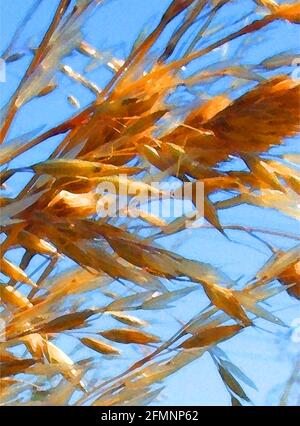 Wiesengras (Graminae) eine von 42 ikonischen Bildern von englischen Gartenblumen, Wildblumen und ländlichen Landschaften. Stockfoto