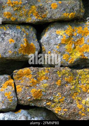 Flechten (Xanthoria parietina) eine von 42 ikonischen Bildern von englischen Gartenblumen, Wildblumen und ländlichen Landschaften. Stockfoto