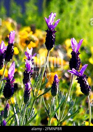 Lavendel (lavandula stoechas) eine von 42 ikonischen Bildern von englischen Gartenblumen, Wildblumen und ländlichen Landschaften. Stockfoto