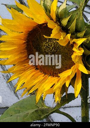 Sonnenblume (Helianthus annuus) eine von zweiundvierzig ikonischen Bildern von englischen Gartenblumen, Wildblumen und ländlichen Landschaften. Stockfoto