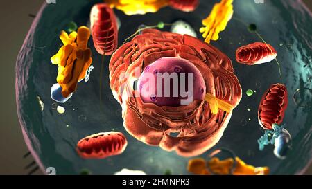 Untereinheiten in eukaryotischen Zellen, Zellkern und Organellen sowie Plasmamembran - 3d-Illustration Stockfoto