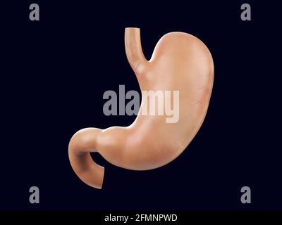 Realistische 3d-Darstellung des menschlichen Magenorgans. Anatomisch genaues Darstellen des Magens mit Duodenum Stockfoto