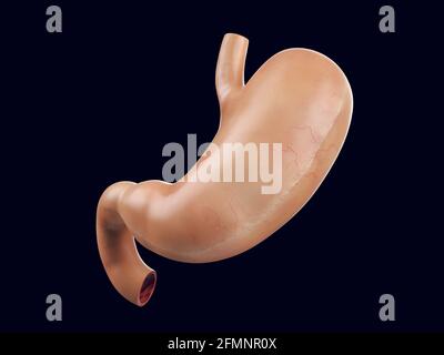 Realistische 3d-Darstellung des menschlichen Magenorgans. Anatomisch genaues Darstellen des Magens mit Duodenum Stockfoto
