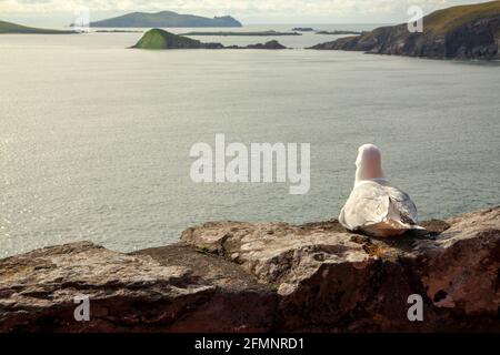 Eine Möwe, die auf einer Steinmauer sitzt und auf die schaut Meer auf der Halbinsel Dingle in Irland Stockfoto