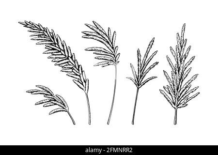 Set von Hand gezeichneten Pampas Gras Äste isoliert auf weißem Hintergrund. Vektorgrafik im Skizzenstil Stock Vektor