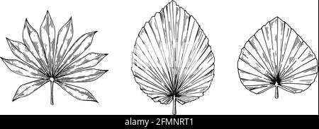 Set von handgezeichneten getrockneten Palmenblättern isoliert auf weiß. Vektorgrafik im Skizzenstil Stock Vektor