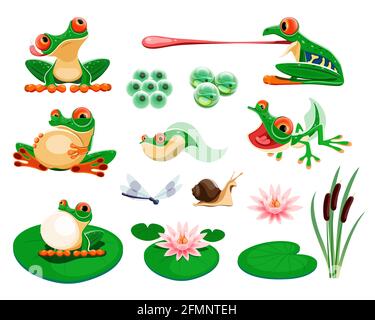 Frösche mit Seerosenblättern und Blumen, Schilf, Libelle, Schnecke. Amphibienlebenszyklus, Eier, Kaulquappe, Froglet. Exotische Frosch quaking und Jagd Cartoon Vektor-Set. Tropische Tiere und Pflanzen Stock Vektor