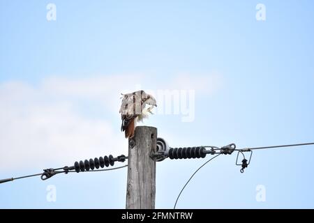 Red-tailed Hawk thront auf dem Power-Stock Stockfoto