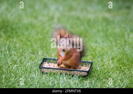 Junger Eurasischer Eichhörnchen Sciurus vulgaris mit einem Bodenvögel Zuführung, um Lebensmittel zu finden Stockfoto