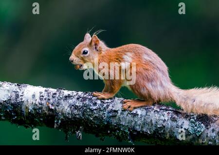 Rothörnchen Sciurus vulgaris auf einem Holzknüsse, die Haselnüsse essen Stockfoto