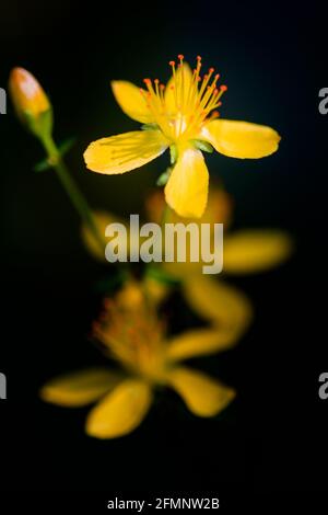 Gelbe, schlanke Johanniskraut-Blüten Hypericum pulchrum Stockfoto