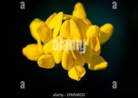 Eine Gruppe von gelben Blüten des Großvogels-Trefoil Lotus pedunculatus Stockfoto