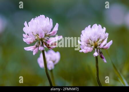Weißer Kleeblatt Trifolium repens Nahaufnahme der Blüten Stockfoto
