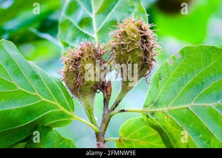 Gewöhnliche oder europäische Buche Fagus sylvatica Nüsse auch wissen Als Bienenmast, der vor der Reifung auf dem Baum wächst Stockfoto