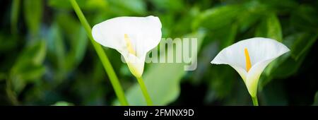 (Selektiver, weicher Fokus) Nahaufnahme einiger Arum-Lily-Blüten mit grünen Blättern im Hintergrund. Stockfoto
