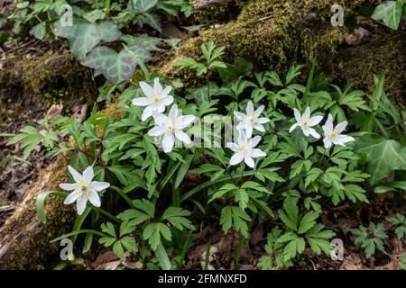 Holzanemone (Anemone nemorosa, Anemonoides nemorosa), auch bekannt als Windblume, Thimbleweed und Geruch Fuchs Stockfoto