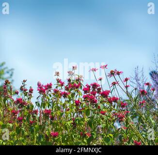 Farbenfrohe rosa Blumen im Garten auf hellblauem Himmel Hintergrund. Schöne Blume in der Natur, selektiver Fokus Stockfoto