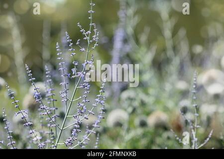 Blumen im Sommergarten. Schöne Blume in der Natur Stockfoto