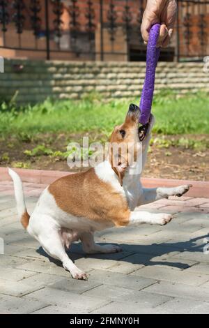 Jack Russell Terrier weiblich spielen mit Puller Spielzeug Sommerzeit Stockfoto