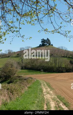 Blick auf Colmer's Hill, Symondsbury Estate, in der Nähe von Bridport, Dorset, England, VEREINIGTES KÖNIGREICH Stockfoto