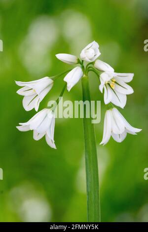 Dreieckiger Lauch (Allium triquetrum), eine essbare frühlingsblühende Pflanze Stockfoto