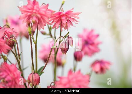 Im Blumengarten blüht die wunderschöne Aquilegia vulgaris 'Clementine Salmon-Rose'. Selektiver Fokus mit unscharfem Hintergrund. Stockfoto