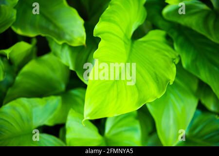 (Selektiver, weicher Fokus) Nahaufnahme einiger Arumlilienblätter, die einen grünen natürlichen Hintergrund bilden. Stockfoto