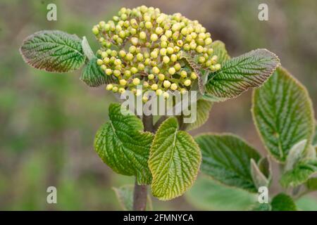 Blütenknospen des Wanderbaums (Viburnum lantana) Stockfoto