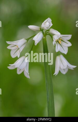 Dreieckiger Lauch (Allium triquetrum), eine essbare frühlingsblühende Pflanze Stockfoto