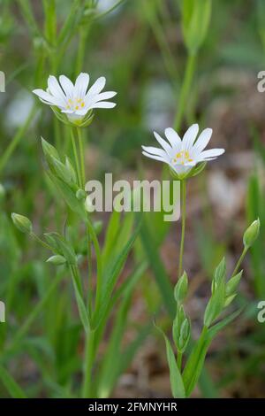 Wildblume (Stellaria holostea) (Rabelera holostea) Stockfoto