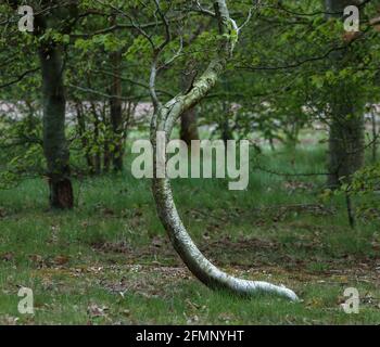 Eine kleine silberne Birke verdreht sich, während sie heranwächst Das Licht oben Stockfoto