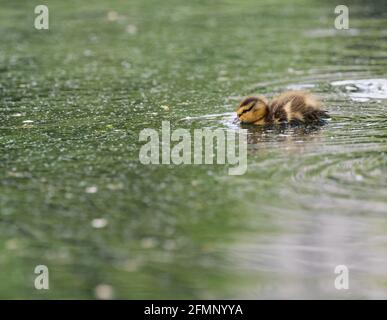 Solo Entlein taucht Schnabel zu trinken in Green Pond Stockfoto