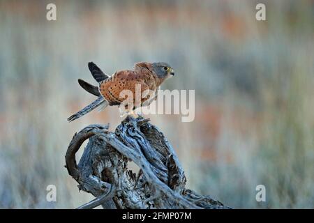 Felskestel, Falco rupicolus, sitzend auf dem Ast mit blauem Himmel, Kgalagadi, Botswana, Afrika. Greifvögel im natürlichen Lebensraum. Wildlife sce Stockfoto