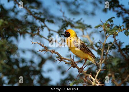 Der afrikanische südliche maskierte Weber, Ploceus velatus, baut das grüne Grasnest. Gelbe Vögel mit schwarzem Kopf mit roten Augen, Tierverhalten in der Habita Stockfoto