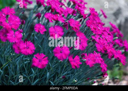 Fuschia farbige Dianthus Blüten, oder Pinks, wächst volle Blüte im Garten. Selektiver Fokus mit unscharfem Hintergrund. Stockfoto