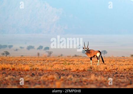 Oryx gazella wunderschöne gemsbok Antilope aus der Namib Wüste, Namibia. Oryx mit orangenen Sanddüne Abenduntergang. Gemsbock große Antilope in Natur