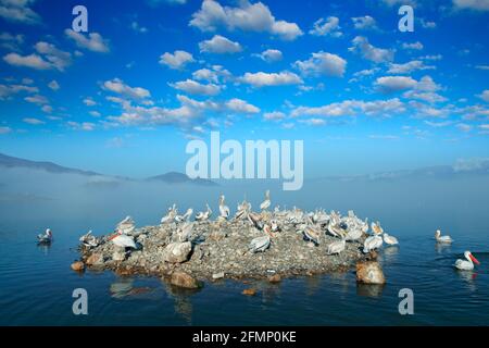 Dalmatinische Pelikaninsel mit Nebel, Pelecanus crispus, Landung im Kerkini See, Griechenland. Pelikan mit offenen Flügeln. Wildlife-Szene aus europäischer Natur. B Stockfoto