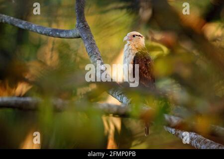 Gelbkopfkarakara, Milvago Chimachima, Vogel fliegen über grüner Vegetation. Caracara-Flug im Naturgebiet Tarcoles, Carara NP, Costa Rica. W Stockfoto