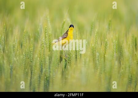 Westliche gelbe Bachstelze, Motacilla flava, auf dem grünen Feld, die auf dem Gerstenohrspieß sitzt. Gelber Vogel mit schwarzem Kopf im Naturlebensraum. Wagta Stockfoto