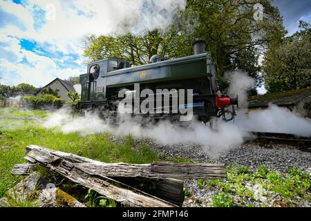 Great Western Pannier Tank 1336 Klasse No. 1369, gebaut 1933, angetrieben von Andy Letts, wird mit voller Kraft in den Bahnhof der dampfbetriebenen South Devon Railway (SDR) in Buckfastleigh, South Devon, wo Mitarbeiter, Fahrer und Ingenieure überprüfen die Ausrüstung, während sie die Attraktion vorbereiten, um sich für die Wiedereröffnung für die Öffentlichkeit am Montag, den 17. Mai vorzubereiten, bevor die Sperrbeschränkungen in England weiter gelockert werden. Bilddatum: Dienstag, 11. Mai 2021. Stockfoto