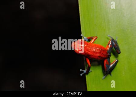 Red Strawberry Gift Dart Frosch, Dendrobates pumilio, in der Natur Lebensraum, Nicaragua. Nahaufnahme des giftigen roten Frosches. Seltene Amphibien im tr Stockfoto