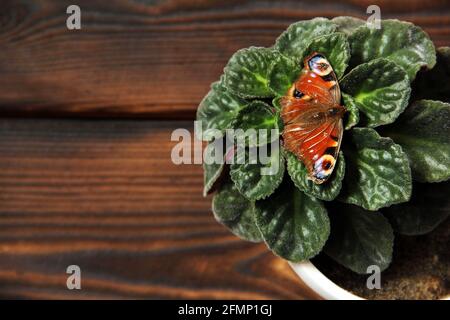 Violett in einem Topf. Schmetterling sitzt auf einer Pflanze Stockfoto