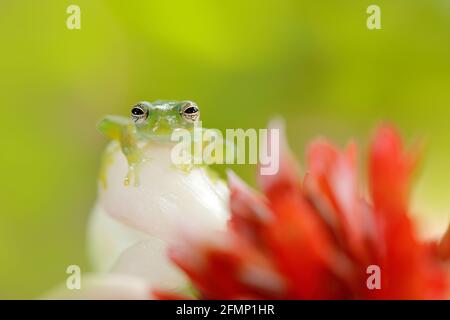 Teratohyla spinosa, stacheliger Glasfrosch, sitzend auf der weißen und roten Blütenblüte im Tropenwald. In der Natur Lebensraum, Tier mit großen gelben Augen, Stockfoto