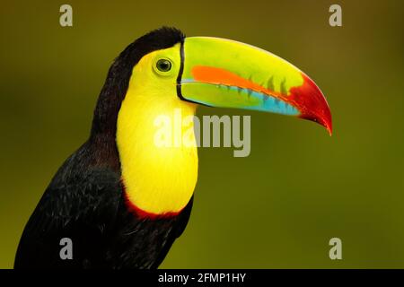 Tierwelt aus Yucatán, Mexiko, tropischer Vogel. Toucan sitzt auf dem Ast im Wald, grüne Vegetation. Natur Urlaub in Mittelamerika. Stockfoto