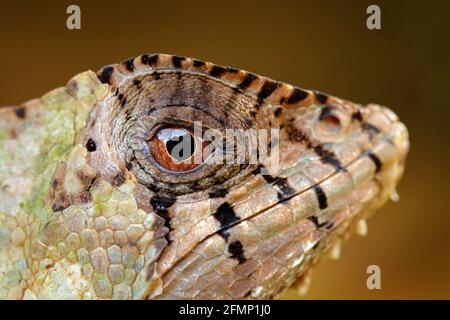 Behelmter Basilisk iguana, Corytophanes cristatus Stockfoto