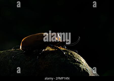 Rückenlicht, Nashornkäfer, Megasoma-Elephas, sehr großes Insekt aus dem Regenwald in Caosta Rica. Käfer sitzt auf Stein im grünen Dschungel h Stockfoto