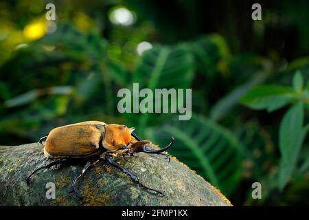 Nashorn Elefantenkäfer, Megasoma-Elephas, großes Insekt aus Regenwald in Costa Rica. Käfer sitzt auf Stein im grünen Dschungel Lebensraum. Breite Stockfoto