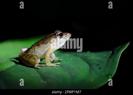 Craugastor fitzingeri, gewöhnlicher Regenfrosch, grüner gelber Frosch, der auf den Blättern im Naturlebensraum in Corcovado, Costa Rica, sitzt. Amphibien aus Tropi Stockfoto